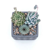 Combo of 3 succulent plants (bare rooted)