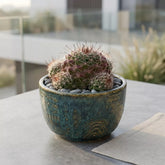 Mammillaria Crinita Cactus (Bare Rooted)