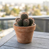 Mammillaria Eichlamii Cactus (Bare Rooted)