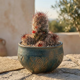 Mammillaria Grahamii Cactus- Red Apparent (Bare Rooted)
