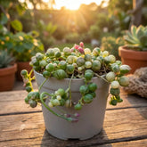 Variegated - String Of Pearls (Bare Rooted)