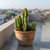 Acanthocereus Tetragonus "Fairy Castle Cactus" (Bare Rooted)