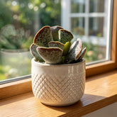 Adromischus Cooperi - Plover Eggs Plant (Bare Rooted)