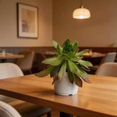 Aeonium Green (Bare Rooted)