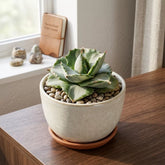 Agave Isthmensis 'Haji Raijin' Verigated -(Bare Rooted)