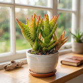 Aloe Juvenna "Tiger Tooth" (Bare Rooted)