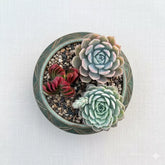 Combo of 3 succulent plants (bare rooted)