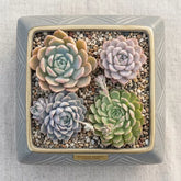 Combo of 4 succulent plants (bare rooted)