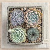 Combo of 4 succulent plants (Bare Rooted)