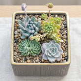 Combo of 4 succulent plants (bare rooted)