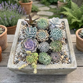 Combo of 12 succulent plants (bare rooted)