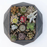 Combo of 12 cactus plants (bare rooted)