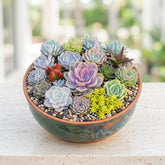 Combo of 15 succulent plants (bare rooted)