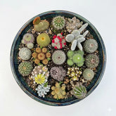 Combo of 15 cactus plants (bare rooted)
