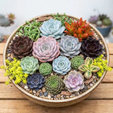 Combo of 20 succulent plants (bare rooted)