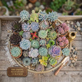 Combo of 25 succulent plants (bare rooted)