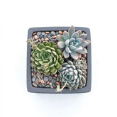 Combo of 3 succulent plants (bare rooted)