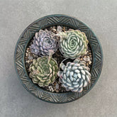 Combo of 4 succulent plants (bare rooted)