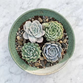 Combo of 4 succulent plant (bare rooted)