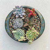 Combo of 6 succulent plants (bare rooted)
