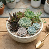 Combo of 8 succulent plants (bare rooted)