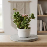 Crasssula Moonglow (Bare Rooted)