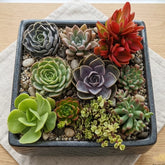 Combo Of 10 Succulent Plants (Bare Rooted)