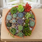 Combo Of 15 Succulent Plants (Bare Rooted)