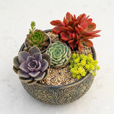 Combo Of 5 Succulent Plants (Bare Rooted)