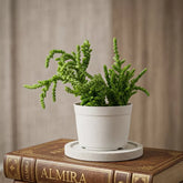 Crassula Muscosa "Princess Pine" (Bare Rooted)