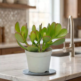 Crassula Ovata - Money Tree "Kuberakshi Plant" (Bare Rooted)