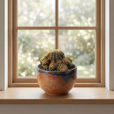 Crown Cactus (Bare Rooted)