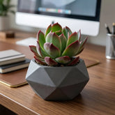 Echeveria Apus (Bare Rooted)