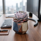 Echeveria 'Azulita' Chocolate (Bare Rooted)
