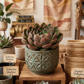 Echeveria Azulita "Purple" (Bare Rooted)