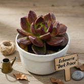 Echeveria Black Prince 'Vishnu Kamal' (Bare Rooted)