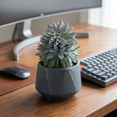 Echeveria Blue Bird (Bare Rooted)