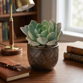 Echeveria Blue Fairy (Bare Rooted)