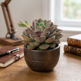 Echeveria Chris - Orange (Bare Rooted)