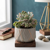 Echeveria Colorata (Bare Rooted)