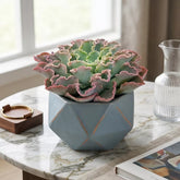 Echeveria Curly Locks (Bare Rooted)