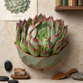 Echeveria Elegans (Bare Rooted)