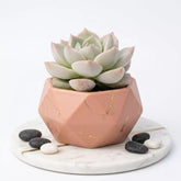 Echeveria 'Fleur Blanc' (Bare Rooted)
