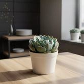 Echeveria Mazarine (Bare Rooted)