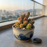 Echinopsis Chamaecereus Cactus (Bare Rooted)