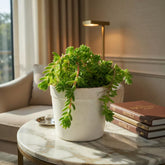 Gold Moss Sedum Grass (Bare Rooted)