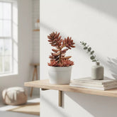Graptosedum California Sunset "Chocolate" (Bare Rooted)