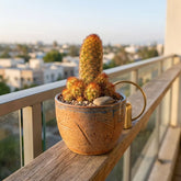 Lady Finger Cactus (Bare Rooted)