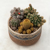 Combo Of 5 Cactus Plants (Bare Rooted)