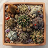 Combo Of 8 Cactus Plants (Bare rooted)